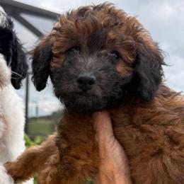 Beau - Sable male Goldendoodle puppy in Wildwood, Florida from We R Mini Doodles