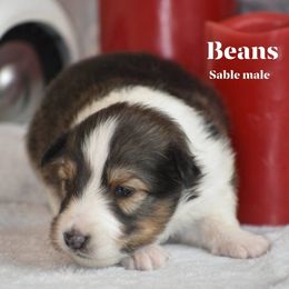 Beans - Sable and white male Shetland Sheepdog puppy in Gladbrook, Iowa from T Triple C Shelties