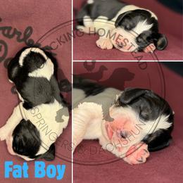 Fat Boy - Black white and tan male English Springer Spaniel puppy in Fond Du Lac, Wisconsin from Clucking Homestead Springers & Dachshunds