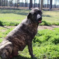 Belle - Anatolian Shepherd Dog