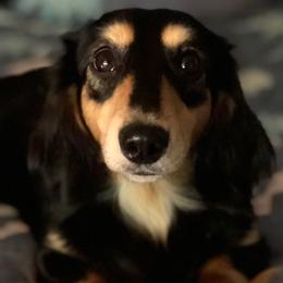 Regina - Dachshund