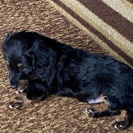 NICKI 1850 AKC - Black and tan male Dachshund puppy in Elizabethtown, Kentucky from Teeny Tiny Puppy Tails