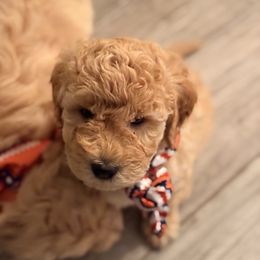 Avenger - Apricot male Goldendoodle puppy in Memphis, Tennessee from Harlee Rose n Doodles