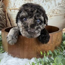 Yellow collar - Merle male Goldendoodle puppy in Plattsburgh, New York from Adirondack Poodles Goldendoodles,Bernedoodles & Schnoodles