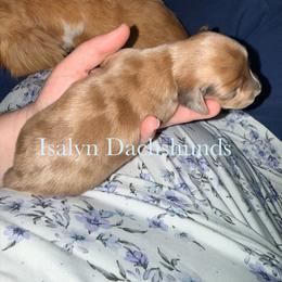Strudel - Dapple female Dachshund puppy in Copperas Cove, Texas from Isalyn Dachshunds