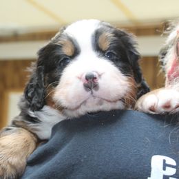 Bernese Mountain Dog Puppies from Baby Bear Bernese Kennel