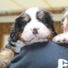 Bernese Mountain Dog Puppies from Baby Bear Bernese Kennel