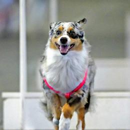 Miniature American Shepherd All Grown Up from Wx Kennels