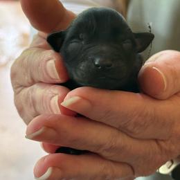 Remington - Black male Miniature Schnauzer puppy in Liberty, Texas from Texas Small Town Schnauzers