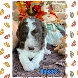 Reese's - Parti male Goldendoodle puppy in Caddo Mills, Texas from Fire Wife Doodles