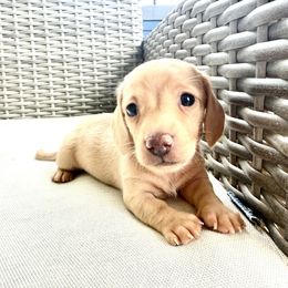 Kolby VERY SMALL - Cream male Dachshund puppy in Fairfax, Iowa from Grayson’s Lovable Dachshunds