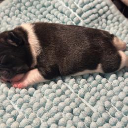 Cash - Brindle and white male French Bulldog puppy in Ashland, Ohio from HazyDayFrenchies