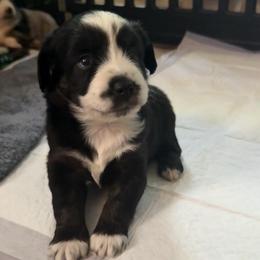 Rocky - Black & white male Toy Australian Shepherd puppy in Fairview, Tennessee from Hoffman Forest Acres LLC