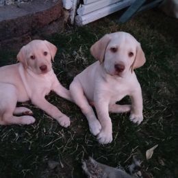 Labrador Retriever Puppies from Taylor Maid Labradors