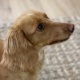 Goldie - Dachshund