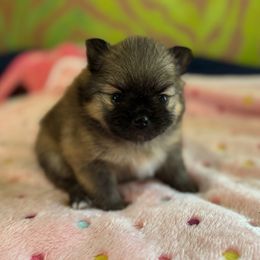 Maggie - Orange sable female Pomeranian puppy in Kosciusko, Mississippi from Prancing Poms