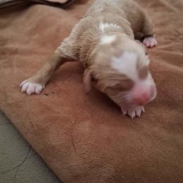 Girl 1 - Buff and white female Cockapoo puppy in Howell, Michigan from Robbin's Treasures