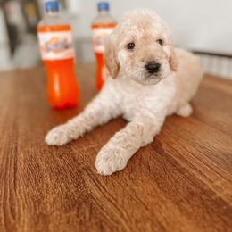 Goldendoodle Puppies from Glamorous Golden Doodles