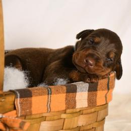 Boy 3 - Red and rust male Doberman Pinscher puppy in Overton, Texas from Obsidian Kennel