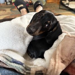 Black Pearl - Black and tan female Dachshund puppy in Salem, Oregon from Ide's of March Dachshunds