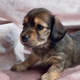 Penelope - Red female Dachshund puppy in Sumrall, Mississippi from Huckleberry Tails