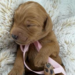Dream - Red female Australian Labradoodle puppy in Upland, California from Kings Labradoodles