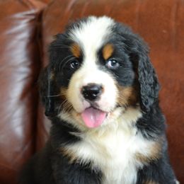 Bernese Mountain Dog Puppies from Knight Bernese