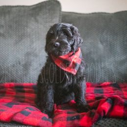 Goldendoodle Puppies from Doodle Me This Goldendoodles