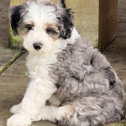 Glacier - Merle male Sheepadoodle puppy in Roseburg, Oregon from Sharon’s Sheepadoodle’s