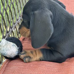 Girl 2 Black and Tan - Black and tan female Dachshund puppy in Buckeye, Arizona from Ryder's Roundup