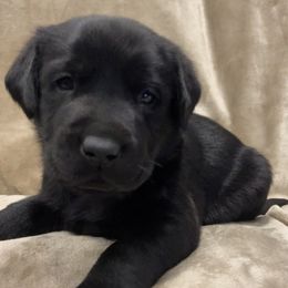 Labrador Retriever Puppies from Retrieving Labradors