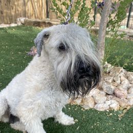 Pearl - Soft Coated Wheaten Terrier