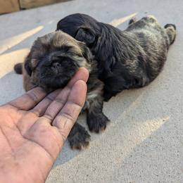 Shih Tzu Puppies from Shih Tzu puppy