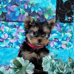 Rascal - Blue and gold male Yorkshire Terrier puppy in Pinellas Park, Florida from Silversands Yorkshire Terriers