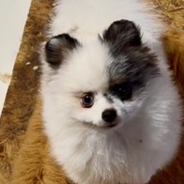Stormy - Black and tan female Pomeranian puppy in Milan, Indiana from Heartland Pomeranians and Chihuahuas