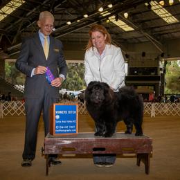 Chow Chow All Grown Up from Kew Chows