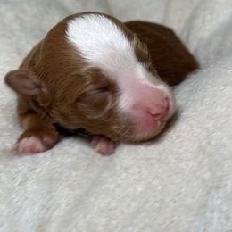 Jet - Red female Bernedoodle puppy in Hillsboro, Oregon from Myt fine doodles