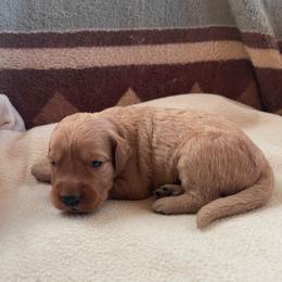 Sage - Golden female Golden Retriever puppy in Wellington, Colorado from High Country Golden Retrievers