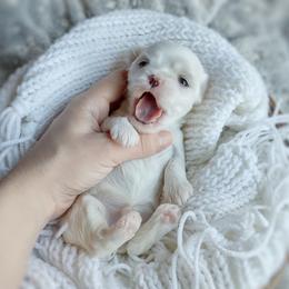Korean Havamalt Silco - male Havanese puppy in Barren Springs, Virginia from Seeking Shalom Acres Maltese, Maltipoos & Havamalts