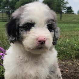 Aussiedoodles, Bernedoodles, Goldendoodles, and Sheepadoodles from Rainbow SoCal Doodles