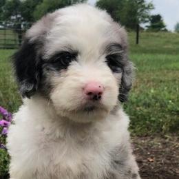 Aussiedoodles, Bernedoodles, Goldendoodles, and Sheepadoodles from Rainbow SoCal Doodles