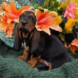 Honesty - Black brown and white female Basset Hound puppy in Big Rapids, Michigan from Basket Hound Bassets