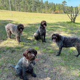 Wirehaired Pointing Griffon All Grown Up from Longleaf Griffons