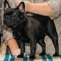 French Bulldogs from Prairie Gem French Bulldogs