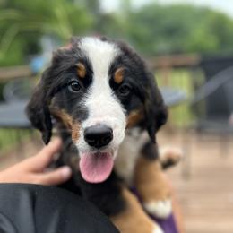 Girl 1 - Black rust and white Bernese Mountain Dog puppy in Michigan from Hummingbird Berners