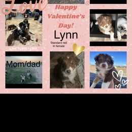 Australian Shepherd Puppies from EJfarms365