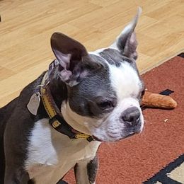 Marley - Boston Terrier