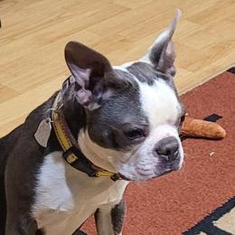 Marley - Boston Terrier