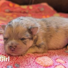 Sable Girl Merle - Cream sable female Pomeranian puppy in Danielsville, Georgia from PassionatePomPoms