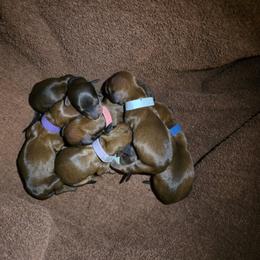 Dachshund Puppies from Southeast mo Miniature dachshunds